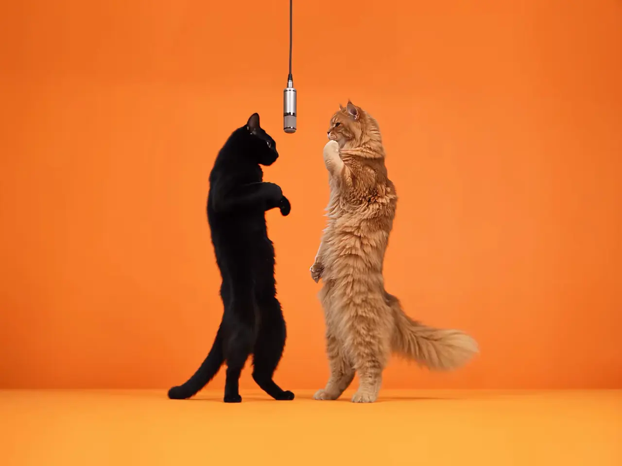 Cat Rap Duo Viral Meme