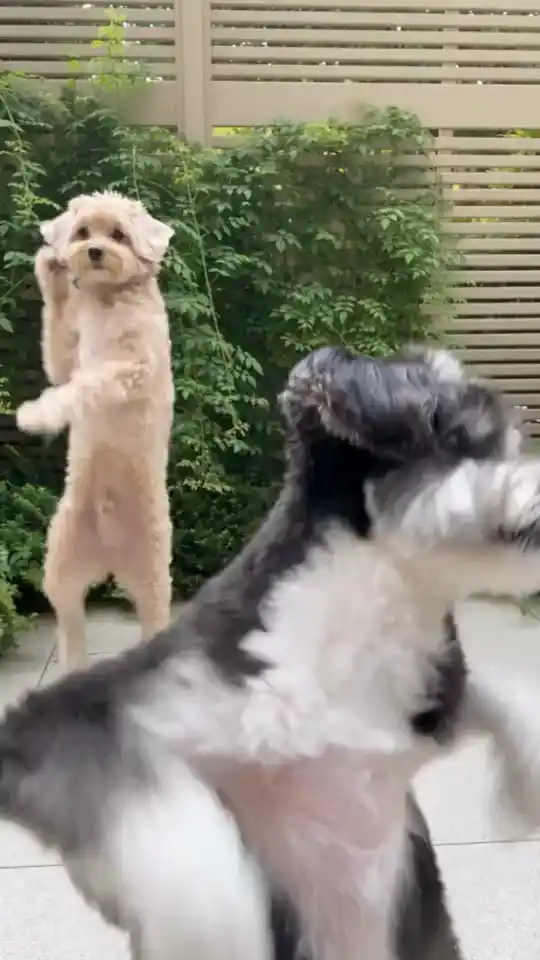 Puppy Groove Duo Dance